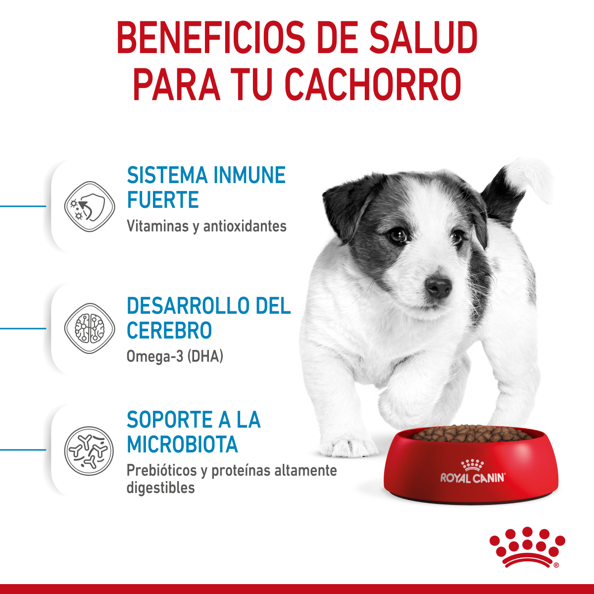 Royal Canin Cachorro Raza Pequeña Royal Canin Cachorro Raza Pequeña